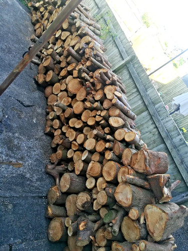 Soft wood tree logs for - soft, fire